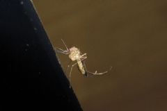 蚊子多久吸一次血？蚊子不吸血會(huì)死嗎？[多圖]