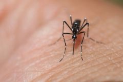 蚊子叮完人會死嗎？蚊子為什么叮人吸血過程圖片