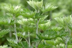 如何用艾草驅(qū)蚊？艾草怎么用驅(qū)蟲？[多圖]
