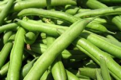 便秘能吃四季豆嗎？便秘吃四季豆好不好？[多圖]