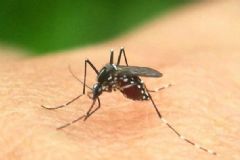 蚊子是公的咬人還是母的？咬人的蚊子是公的還是母的？[多圖]