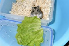 倉(cāng)鼠吃生菜嗎？倉(cāng)鼠能吃生菜嗎？[多圖]