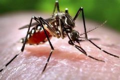 蚊子容易傳播哪些疾病？蚊子傳播的主要疾病有哪些？[多圖]