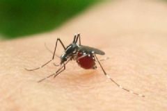 被蚊子咬為什么會(huì)癢？被蚊子咬為什么會(huì)腫？[多圖]