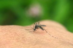 蚊子為什么能在黑夜找到人？蚊子為什么喜歡在耳邊？[多圖]