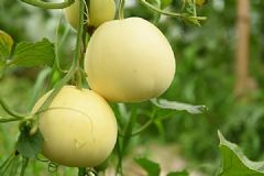 香瓜怎么種植？陽臺(tái)能種植香瓜嗎？[多圖]