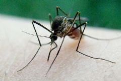 被蚊子咬了怎么止癢消腫？被蚊子咬了起紅點(diǎn)怎么消除？[多圖]