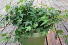 哪些植物吸甲醛？哪些植物除甲醛最好？[多圖]