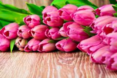 屋內(nèi)種郁金香致頭發(fā)脫落 家里不能養(yǎng)的花有哪些？[多圖]