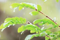 春天怎么去濕氣？春天濕氣重怎么辦？[多圖]