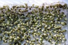怎樣在家自制豆芽？在家自制作豆芽的方法[多圖]