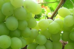 吃葡萄牙酸怎么辦？吃葡萄為什么會牙酸？[多圖]
