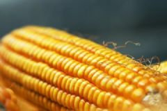 糖尿病人可以吃玉米嗎？糖尿病人吃玉米好不好？[多圖]