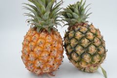 菠蘿和鳳梨一樣嗎？菠蘿和鳳梨的區(qū)別[多圖]
