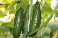 膽結(jié)石能吃黃瓜嗎？膽結(jié)石吃黃瓜好不好？[多圖]