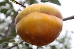 柿子可以吃皮嗎？柿子皮吃了好嗎？[多圖]
