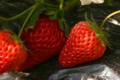 草莓什么時(shí)候上市？草莓上市時(shí)間介紹[多圖]