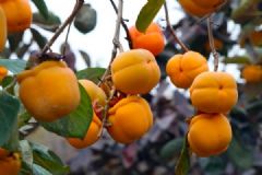 產(chǎn)婦能吃柿子么？產(chǎn)婦吃柿子好嗎？[多圖]