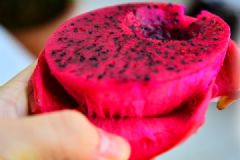 火龍果怎么種植？火龍果種植盆栽方法介紹[多圖]