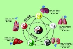 五臟六腑的功能是什么？五臟六腑有什么特點(diǎn)？[多圖]