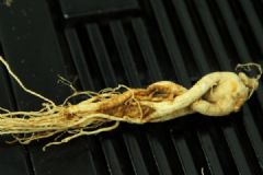 人參多長時(shí)間才能長成？好藥生長的時(shí)間需要久[多圖]