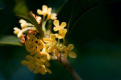 桂花有什么作用？桂花可以治療哪些疾??？[多圖]