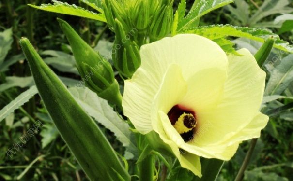 秋葵吃了有什么好處？秋葵有什么營養(yǎng)價值？(1)
