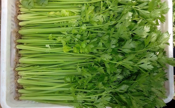 芹菜有毒嗎？吃芹菜會(huì)中毒嗎？(3)