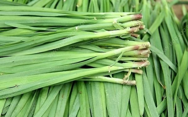 吃韭菜可以壯陽嗎？男性吃韭菜有什么好處？(4)