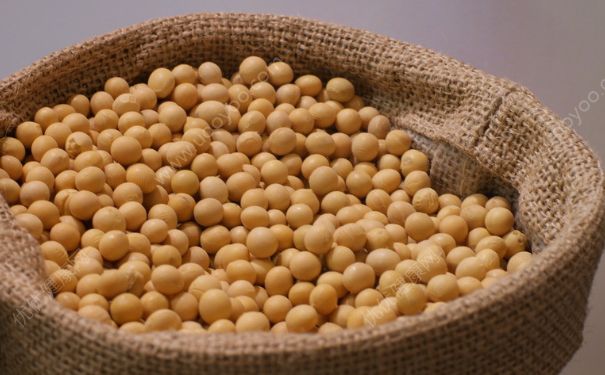 黃豆有什么營養(yǎng)？黃豆有什么功效？(1)