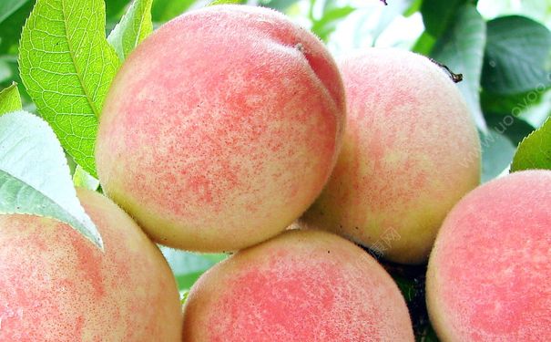 水蜜桃能去火嗎？水蜜桃可以降火嗎？(1)