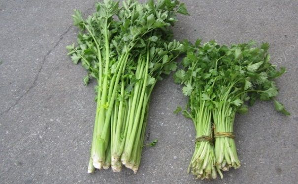 芹菜對腎好嗎？吃芹菜對腎有什么影響？(3)