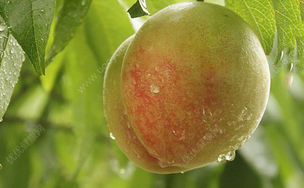 狗狗可以吃水蜜桃嗎？泰迪吃能吃水蜜桃嗎？(1)