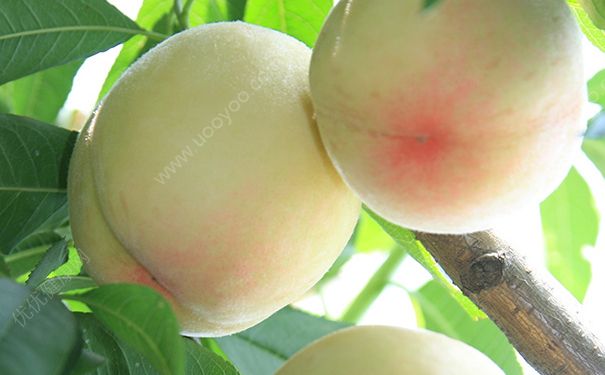 水蜜桃能多吃嗎？水蜜桃吃多了會怎樣？(4)