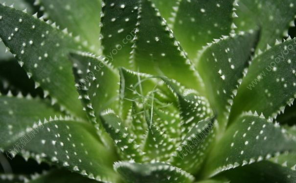 蘆薈是什么樣子的？蘆薈是多肉植物嗎？(2)