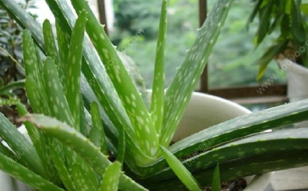 蘆薈是什么樣子的？蘆薈是多肉植物嗎？(3)