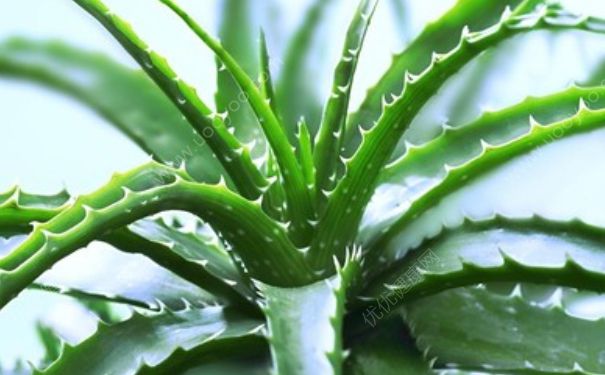 蘆薈是什么樣子的？蘆薈是多肉植物嗎？(4)