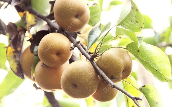 番茄和梨子能一起吃嗎？番茄和梨子同食好嗎？(3)