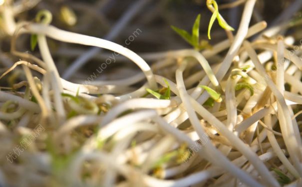 黃豆芽能減肥嗎？吃黃豆芽可以減肥嗎？(3)