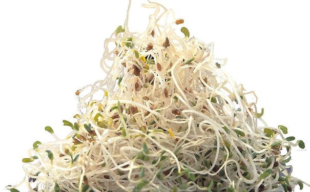 黃豆芽和綠豆芽哪個營養(yǎng)價值高？黃豆芽和綠豆芽哪個好？(3)