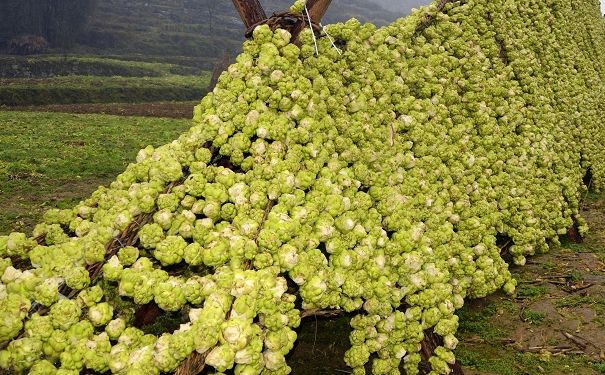 經(jīng)常吃榨菜好嗎？經(jīng)常吃榨菜有什么壞處？(1)
