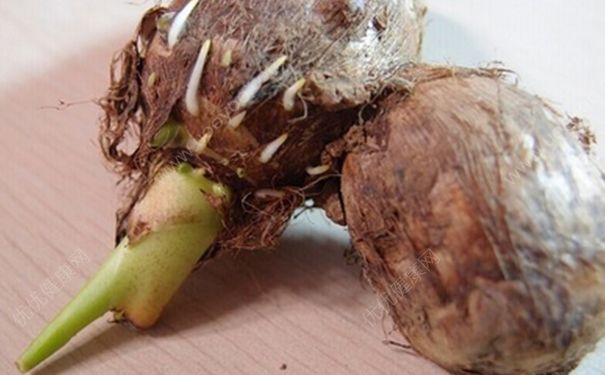 芋頭發(fā)芽可以吃嗎？發(fā)芽的芋頭能吃嗎？(3)