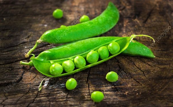 豌豆是發(fā)物嗎？豌豆是不是發(fā)物？(2)