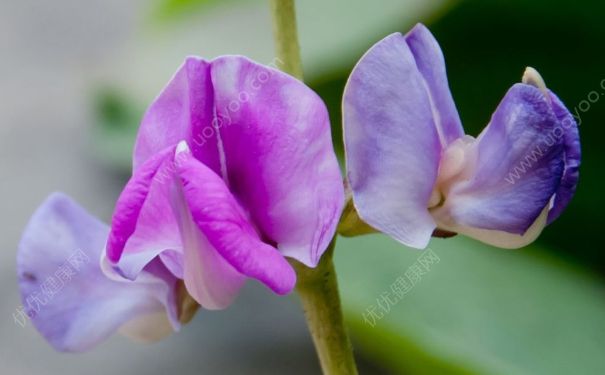 豌豆是什么顏色的花？豌豆開花是什么顏色？(1)