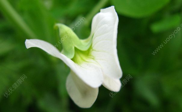 豌豆是什么顏色的花？豌豆開花是什么顏色？(3)