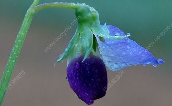 豌豆是什么顏色的花？豌豆開花是什么顏色？(4)