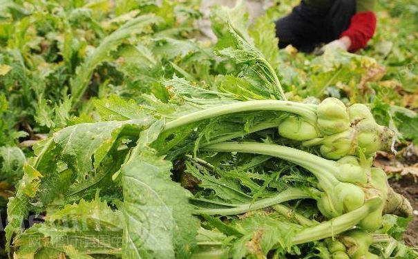 榨菜葉子能吃嗎？榨菜葉子怎么吃？(2)