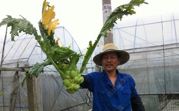 榨菜葉子能吃嗎？榨菜葉子怎么吃？(4)