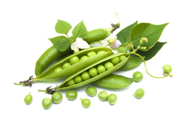 豌豆能打豆?jié){嗎？豌豆打豆?jié){可以嗎？(4)