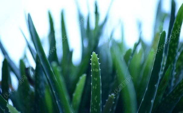 曬傷用蘆薈有用嗎？曬傷用蘆薈膠可以嗎？(1)